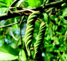 Image result for Helicteres