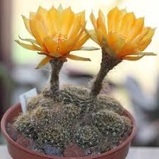These types of cactus plants and species are perfect for growing at home. 1 000 Types Of Cactuses With Pictures Cactus Identification Cheat Sheet Succulent Alley