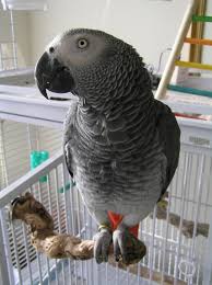We can also call the most popular pet dog birds in the world because of their beautiful plumage and ability of learning. Companion Parrot Wikipedia
