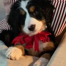 2 smith ave, binghamton, ny 13904; Pet Groomers In Towanda Yelp