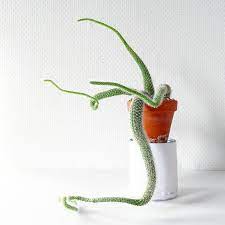 You can place it in place with access to a lot of sun and wait until it gro. Etiolated Succulents Everything You Need To Know