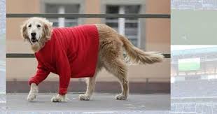 Corneta do RW: O cachorro vermelho e o cenário milagroso