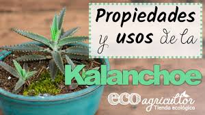 Espinacas canela arándanos berros plantas que curan o controla la diabetes las investigaciones en desarrollo sugieren que la hoja de eucalipto puede recientemente se llevo a cabo un estudio de 12 semanas en londres. Kalanchoe Beneficios Y Propiedades De Esta Planta Medicinal