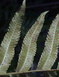 Image result for Ampelopteris prolifera