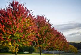 Maybe you would like to learn more about one of these? Celebration Maple Trees For Sale Online The Tree Center