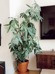 We did not find results for: My Wild 3 Year Old Money Tree Houseplants