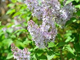 紫丁香 学名 syringa oblata lindl 是落叶灌木或小乔木 又称丁香 华北紫丁香 百结 情客 龙梢子 紫丁香原产中国华北地区 在中国已有1000多年的栽培历史 是中国的名贵花卉 高1 5 4米 树皮灰褐色 小枝黄褐色 初被短柔毛 后渐脱落 嫩叶簇生 后对生 卵形