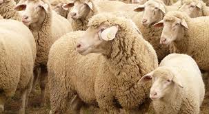 In stoc destul de frumos dantela înăuntru miele: TermoizolaÈ›ie Din LanÄƒ De Oaie