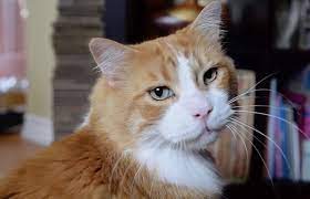 After Being Dumped At A Shelter Twice Senior Cat With The Cutest Purr Gets A Forever Home Cats Beautiful Cats Cat Purr