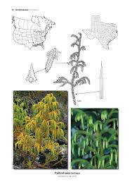 Image result for Lycopodiella cernua