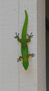 Why does the geico gecko have a suitcase in that commercial where he's at the airport? Geico Gecko Edi Schreyer Flickr