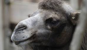 What does the idiom 'camel's nose' mean? How To Start That Big Project Or How To Get The Camel To Stick His Nose Under Your Tent Sally Fox