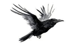 Black And White Raven Drawing Pin By Originalonly On Wall Prints Flying Bird Drawing Crow Art Birds Flying