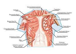 Start studying upper chest muscles. What You Need To Know About Your Pectorals Bailey Fitness