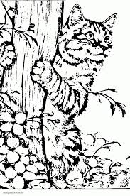 You can use our amazing online tool to color and edit the following real cat coloring pages. Realistic Cat Coloring Pages 2019 Http Www Wallpaperartdesignhd Us Realistic Cat Coloring Pages 2019 46821 Cat Coloring Page Dog Coloring Page Coloring Pages