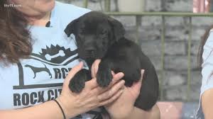Join millions of people using oodle to find puppies for adoption, dog and puppy listings, and other pets adoption. Puppies Found Cold And Alone On Top Of Arkansas Mountain Thv11 Com