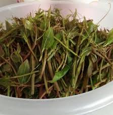 Kirli Kani Temizleyen Bitki Bulundu Bitkilog Plants Herbs Herbalism