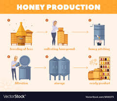 Honey Production Process Cartoon Flowchart