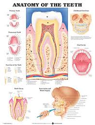 Pdf Download Anatomy Of The Teeth Anatomical Chart New E