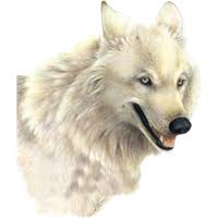 Large collections of hd transparent wolf png images for free download. Download Wolf Free Png Photo Images And Clipart Freepngimg