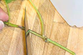 How To Propagate Ivy Plants Hunker Ivy Plants Ivy Plant Indoor Ivy Seeds