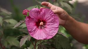 1.0 out of 5 stars 2. Summerific Berry Awesome Hibiscus Youtube