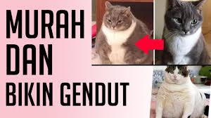 Macet almost everywhere terutama di persimpangan lampu merah. Makanan Kucing Agar Gemuk Dari Yang Murah Sampe Yang Mahal Youtube