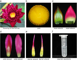 Nymphaeaceae /ˌnɪmfiːˈeɪsiː/ is a family of flowering plants, commonly called water lilies. Molecular Breeding Of Water Lily Engineering Cold Stress Tolerance Into Tropical Water Lily Horticulture Research