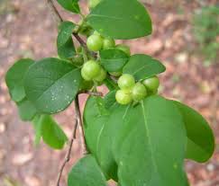 Image result for Margaritaria