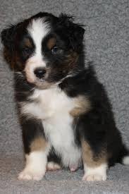 Er sucht eine neue, naturverbundene,. Australian Shepherd Gut Friedenthal