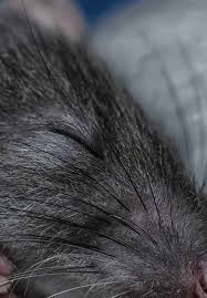 We did not find results for: Animal Models Of Fetal Medicine And Obstetrics Intechopen