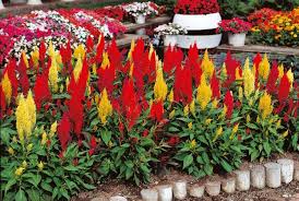 Century Mix Celosia Plumosa Tall Stokes Seeds