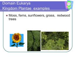 Classification Ppt Video Online Download