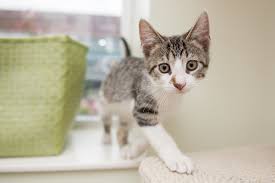 Find thousands of listings of kittens for free on our site. Adopt A Cat Paws Chicago