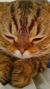Creamheroes Lulu Sleeping Moments 8 Cats Cats And Kittens Crazy Cats