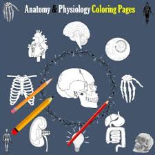 This fun mix of coloring book and instructional guide demystifies anatomy for the yoga enthusiast! Anatomy And Physiology Coloring Page Worksheets Teaching Resources Tpt
