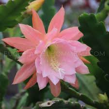 Image result for Hypericophyllum