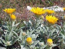 Image result for Pentanema