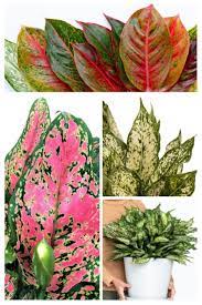 Chinese Evergreen Guide Care For A Chinese Evergreen Plant Chinese Evergreen Plant Evergreen Plants Chinese Evergreen