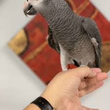 Timneh African Grey For Sale Terrys Parrot Farm