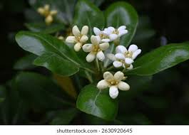 Image result for Pittosporaceae