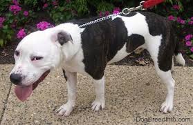 Check spelling or type a new query. American Pit Bull Terrier Dog Breed Pictures 5