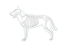 Make lots of bumps and indents for all of the feathers the hawk has. How To Draw A Dog 2 How To Draw The Body And Pose Medibang Paint