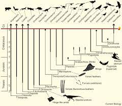 The presence or absence of down on the feather tracts and on the preen. The Origin And Diversification Of Birds Sciencedirect