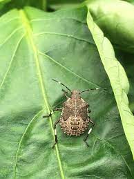 The integration of chemical and biological control of the spotted alfalfa aphid: Vegetable Brown Marmorated Stink Bug Umass Center For Agriculture Food And The Environment