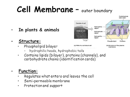 We did not find results for: Animal Cell Plant Cell Cell Membrane Outer Boundary In Plants Animals Structure Phospholipid Bilayer Hydrophilic Heads Hydrophobic Tails Contains Ppt Download
