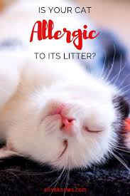 Is Your Cat Allergic To Its Litter Oliveknows Cats Sick Cat Cat Skin