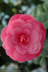 Buy April Kiss Camellia Japonica Free Shipping Plants For Sale From Wilson Bros Gardens Online Plant Sale Plants Flower Background Iphone