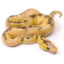 Maybe you would like to learn more about one of these? Ge Line Clown Royal Python Genetic Excellence Serpentia