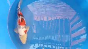 Export of nishikigoi koi from japan to countries all over the world. Momotaro Showa Black Dragon 1 Year Koi Lab Youtube